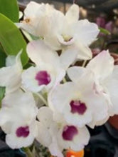Load image into Gallery viewer, Orchid Seedling 50mm Pot size - Dendrobium Amethyst softcane
