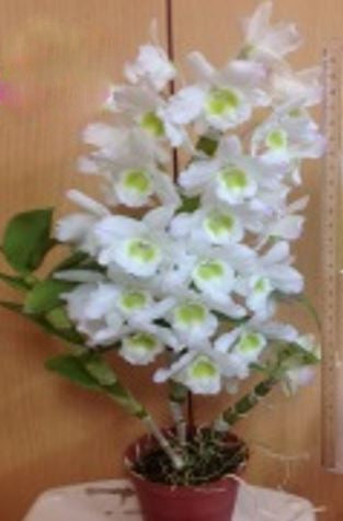 Flask - Dendrobium Nobile Green Elf Soft Cane