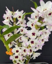 Load image into Gallery viewer, Orchid Seedling 50mm Pot size - Dendrobium Satin Brocade softcane

