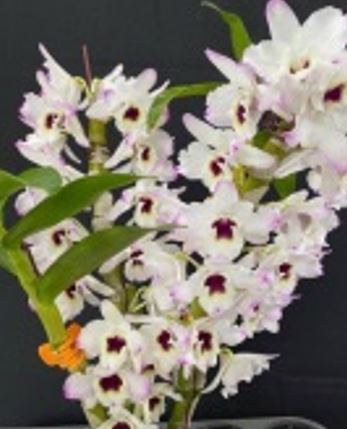 Orchid Seedling 50mm Pot size - Dendrobium Satin Brocade softcane