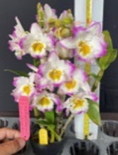 Load image into Gallery viewer, Orchid Seedling 50mm Pot size - Dendrobium Color Dance softcane
