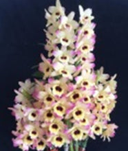 Load image into Gallery viewer, Orchid Seedling 50mm Pot size - Dendrobium Golden Tower Softcane
