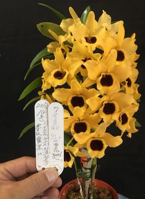 Orchid Seedling 50mm Pot size - Dendrobium Kirei Papaya  Huangdi softcane