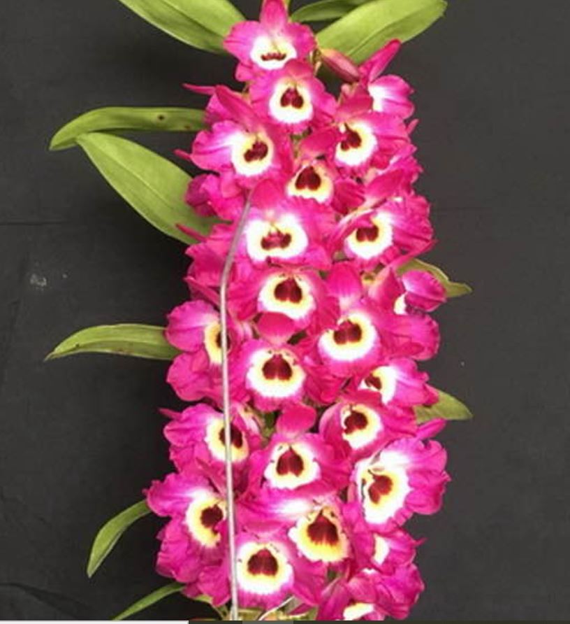 Flask - Dendrobium Nobile Kirei Red Army  Soft Cane