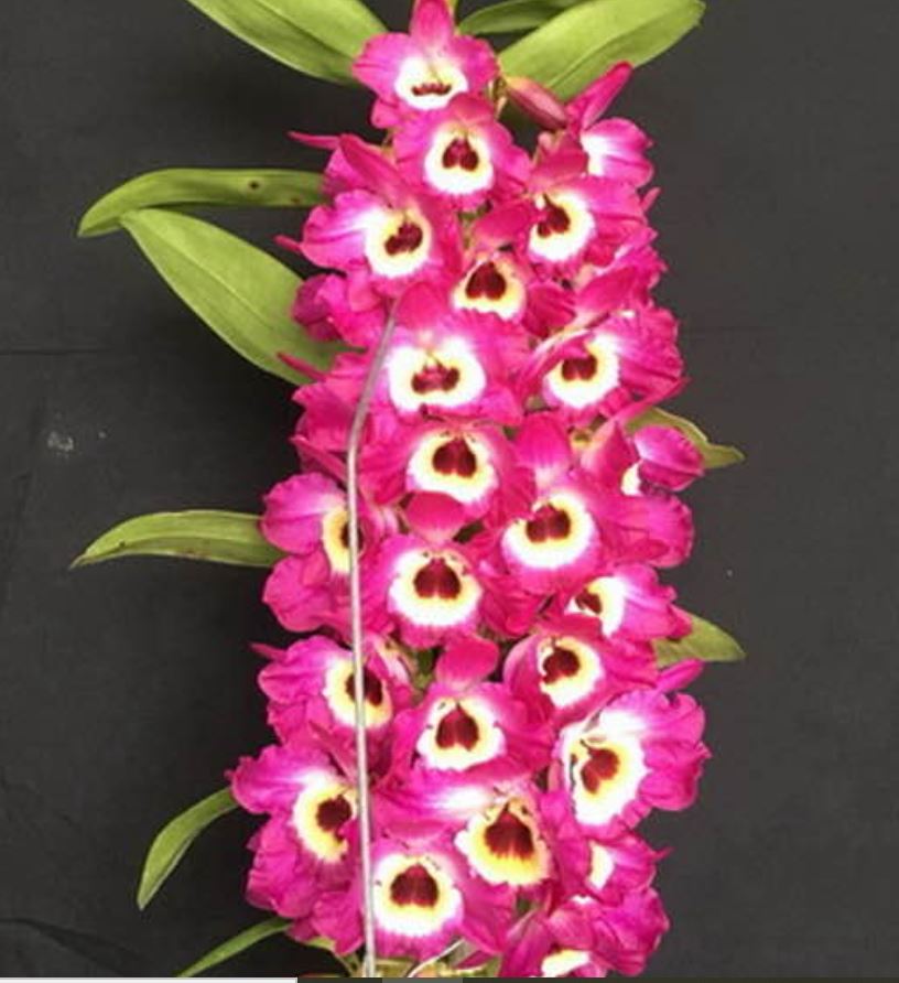 Orchid Seedling 50mm Pot size - Dendrobium Red Army Softcane