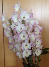 Load image into Gallery viewer, Flask - Dendrobium Nobile Pearl  Soft Cane
