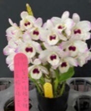 Load image into Gallery viewer, Orchid Seedling 50mm Pot size - Dendrobium Vein Sphere softcane

