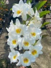 Load image into Gallery viewer, Orchid Seedling 50mm Pot size - Dendrobium Sunny Egg softcane
