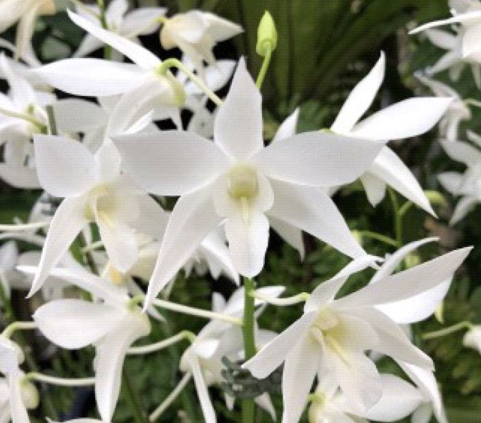 Flask - Dendrobium Den. White Grace 'Sato'