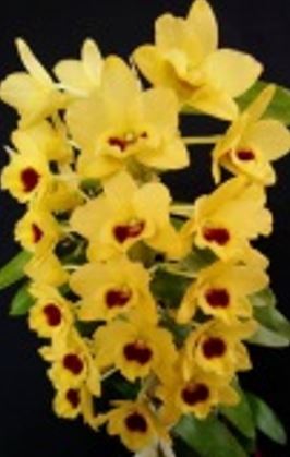 Flask - Dendrobium Nobile Yellow Diamond  Soft Cane