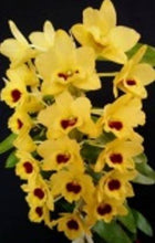 Load image into Gallery viewer, Orchid Seedling 50mm Pot size - Dendrobium Yellow Diamond softcane
