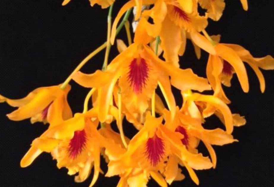 Orchid Seedling 50mm Pot size - Dendrobium Chanthaboon Sunrise