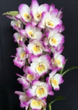 Load image into Gallery viewer, Orchid Seedling 50mm Pot size - Dendrobium Gold Diamond softcane
