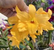 Load image into Gallery viewer, Flask - Dendrobium Taiwan Golden Brick (Stardust x Lai&#39;s Pearl Queen)
