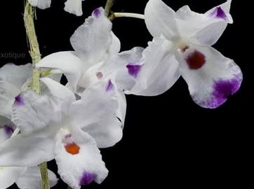 Flask - Dendrobium annae - Species