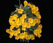 Load image into Gallery viewer, Flask - Dendrobium jenkininsii x self - Species
