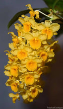 Load image into Gallery viewer, Flask - Dendrobium densiflorum - Species
