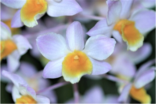 Flask - Dendrobium amabile - Species