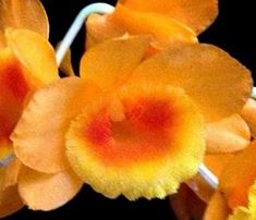 Flask - Dendrobium chryseum  - Species