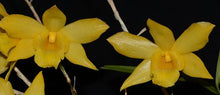 Load image into Gallery viewer, Flask - Dendrobium hancockii  - Species
