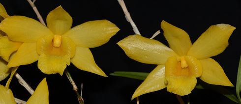 Flask - Dendrobium hancockii  - Species