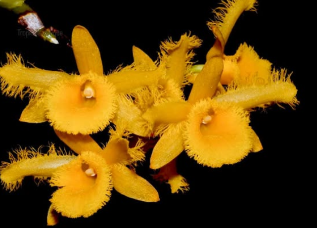 Flask - Dendrobium harveyanum - Species