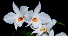 Load image into Gallery viewer, Flask - Dendrobium infundibulum - Species
