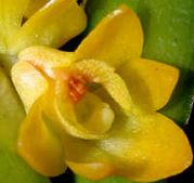 Load image into Gallery viewer, Flask - Dendrobium ingratum - Species
