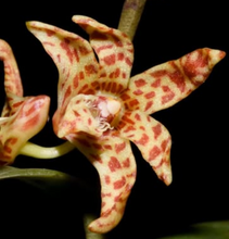 Load image into Gallery viewer, Flask - Dendrobium insigne - Species
