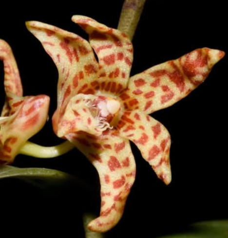 Flask - Dendrobium insigne - Species