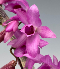 Load image into Gallery viewer, Flask - Dendrobium Nestor &#39;Jairak&#39;
