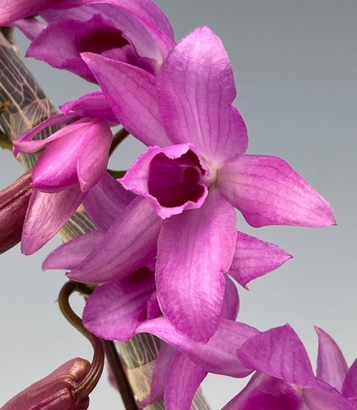 Flask - Dendrobium Nestor 'Jairak'