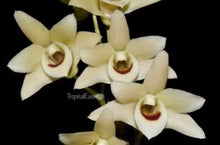 Load image into Gallery viewer, Flask - Dendrobium officinale  - Species
