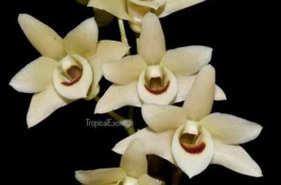 Flask - Dendrobium officinale  - Species