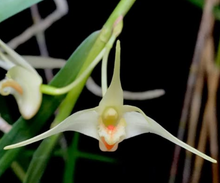 Load image into Gallery viewer, Flask - Dendrobium ornithoflorum - Species
