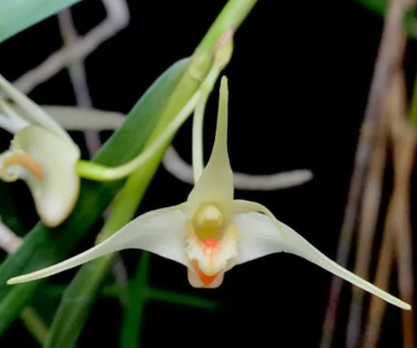 Flask - Dendrobium ornithoflorum - Species