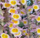 Flask - Dendrobium primulinum  - Species