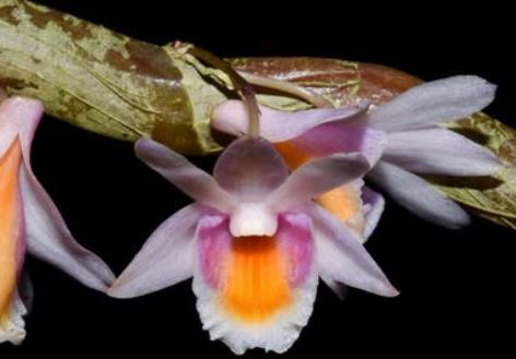 Flask - Dendrobium pseudolamellatum  - Species