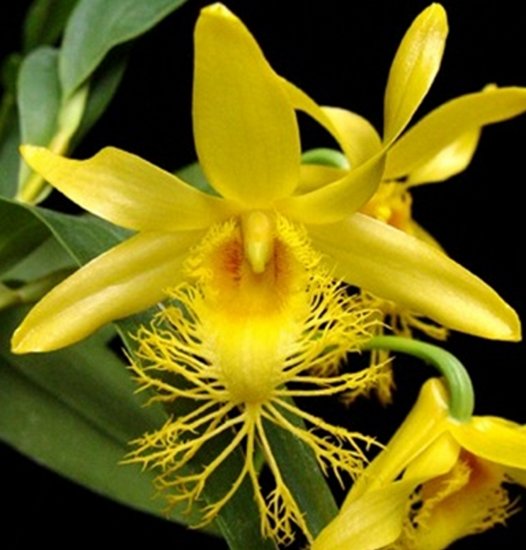 Flask - Dendrobium brymerianum - Species