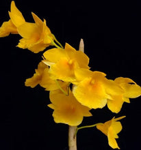 Load image into Gallery viewer, Flask - Dendrobium dixanthum  - Species
