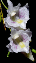 Load image into Gallery viewer, Flask - Dendrobium linearifolium  - Species

