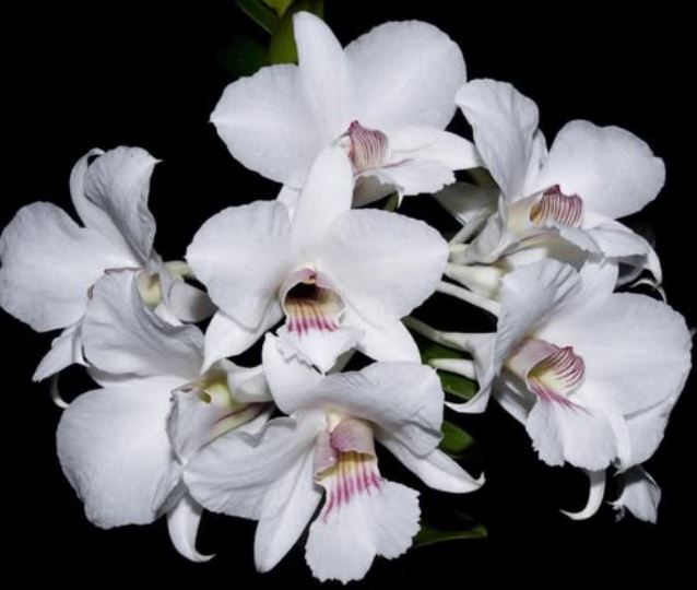 Flask - Dendrobium sanderae  - Species
