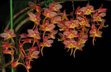 Load image into Gallery viewer, Orchid Seedling 50mm Pot Size - Dendrobium profusum 'red' - Species
