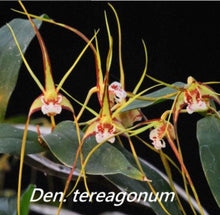 Load image into Gallery viewer, Orchid Seedling 50mm Pot size - Dendrobium tetragonum x sib - Australian Native
