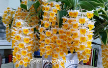 Load image into Gallery viewer, Flask - Dendrobium thyrsiflorum - Species
