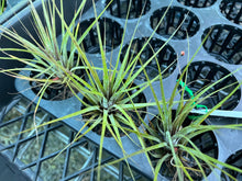 Load image into Gallery viewer, Air Plant - Tillandsia No6
