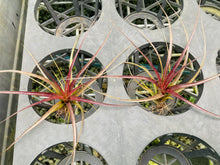 Load image into Gallery viewer, Air Plant - Tillandsia No5 variabilis

