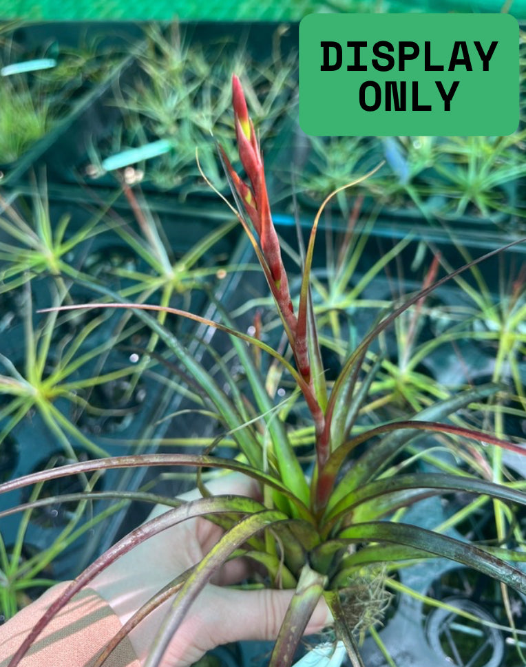 Air Plant - Tillandsia No5 variabilis