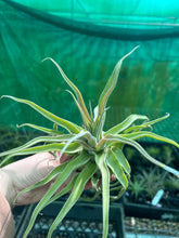 Load image into Gallery viewer, Air Plant - Tillandsia No41 streptophylla ‘giant’
