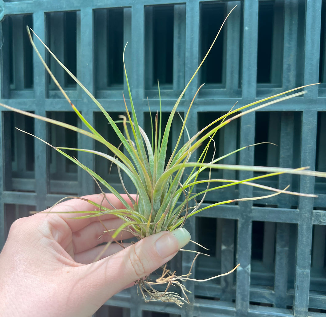 Air Plant - Tillandsia No6